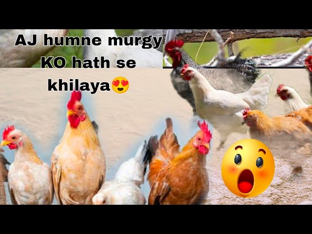 Humne AJ murgay KO hath se Khana khilaya😍Aj lucka kabootar Kay bachyy dekhein💗#fypシ゚viral#foryoupage