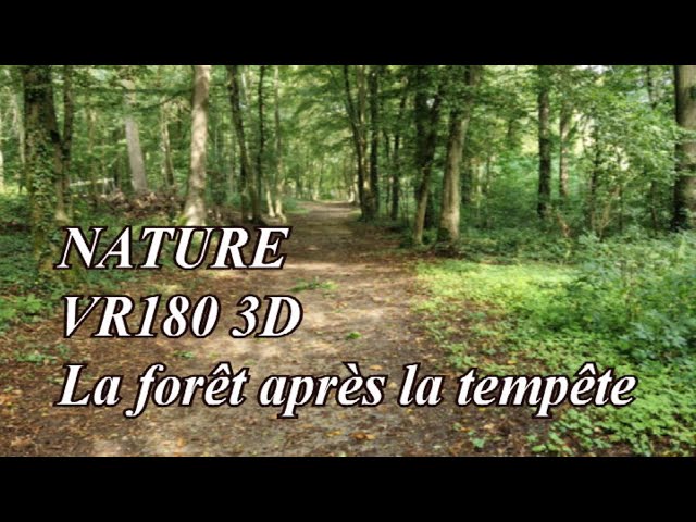 2023   NATURE 3D   La forêt après un coup de vent   4 aout   VR180 3D