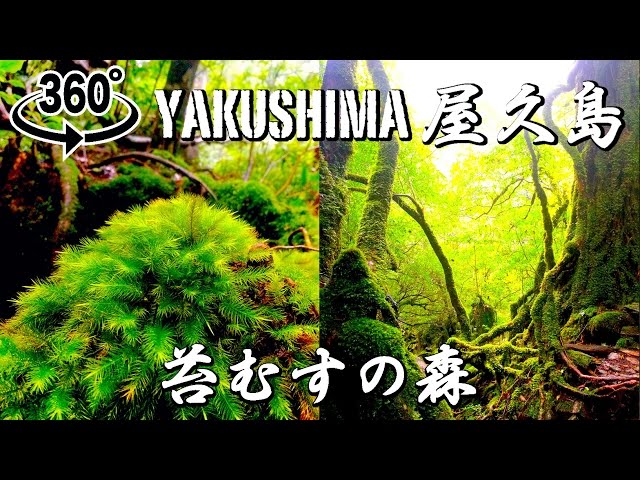 【全天球】屋久島（一人旅）苔むすの森【360°】