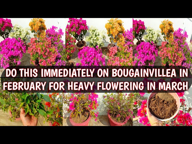 DO THIS IMMEDIATELY ON BOUGAINVILLEA FOR HEAVY FLOWERING IN MARCH | BOUGAINVILLEA CARE IN FEBRUARY