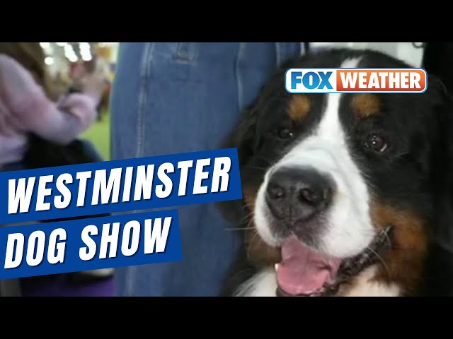 Janice Dean Speaks With FOX Sports Host Jenny Taft At The Westminster Dog Show