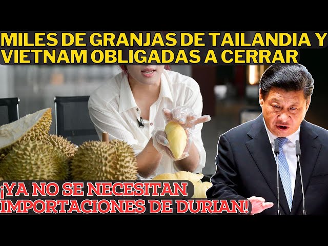 ¿Por Qué Cierran Miles De Granjas De Durian En El Sureste Asiático? La Prod. De Durian En CN Aumenta