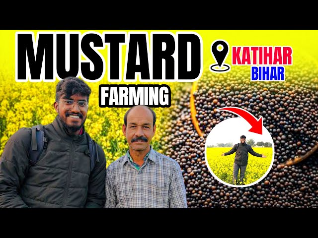 Mustard 🌼 Farming Secrets 👨‍🌾 | AgroTill | Complete Guide to Cultivation in Katihar | Bihar 🔥