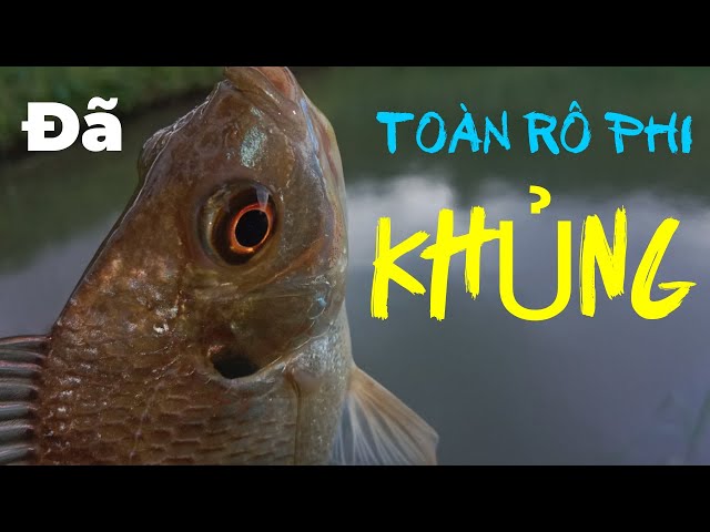 Câu Rô Phi Bằng Mồi Này Giật Cá Mỏi Tay | Toàn cá khủng #fishing #cauca #caudai #cakhung #moicauca