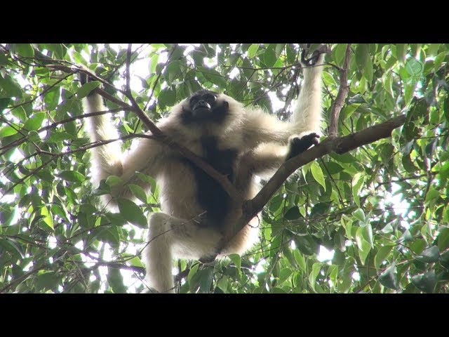 Wild Gibbon Fall In Love With The Rescued Gibbon