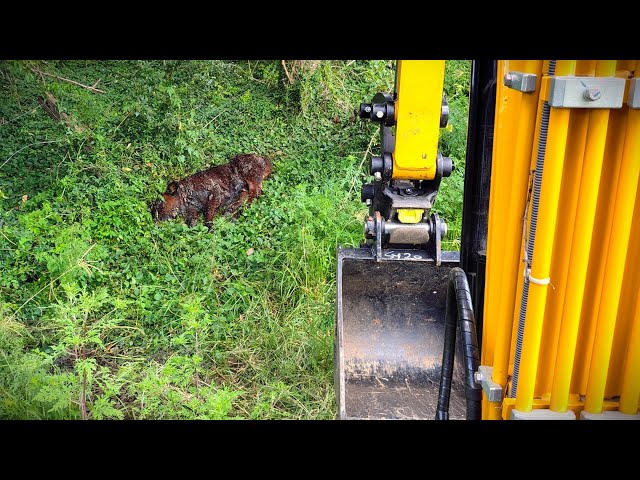 Burying a Dead Calf