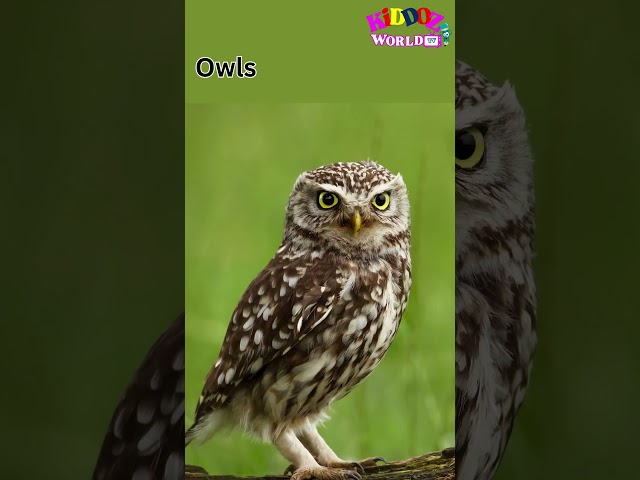 How Long Do Owls Live? 🦉 | Fascinating Owl Facts for kids