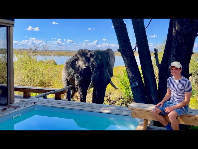 WILDERNESS VUMBURA PLAINS | 5-star luxury in Botswana's Okavango Delta (lodge tour & safari)