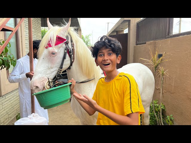 New Ghar Mein Horse Le Aye🐎😍