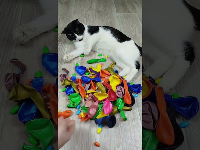 Funny Cats Barsik Vasj Beads 📿 Balls 🔴 Reverse Video