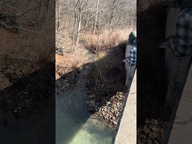 Stocking Huge rainbow trout from bridge. #trouts #fishing #troutfishing #trout #fish #troutstocking