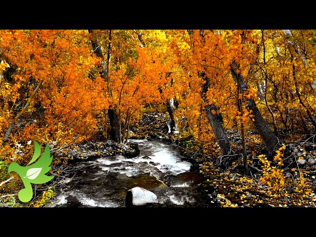 Soothing Autumn Aspens, Babbling Brook & Calm Birds Sounds, Nature Sounds, Study Sounds, Sleep Sound