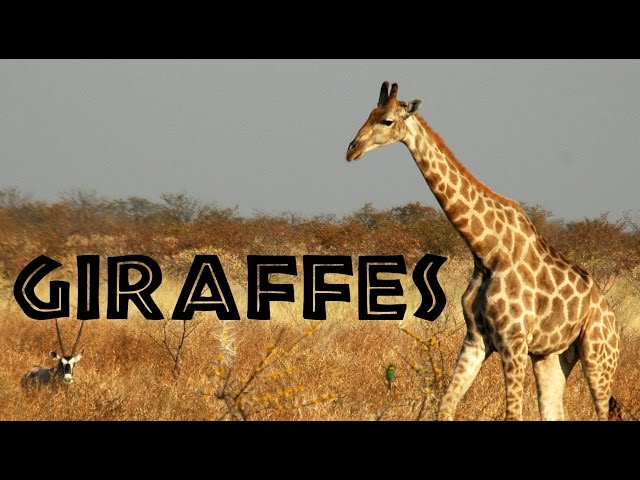 Giraffes for Kids: Learn about Giraffes - FreeSchool