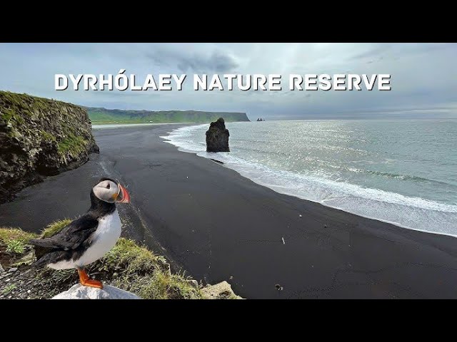 Sightseeing in Dyrholaey - 360 Degree - 5k - VR Experience