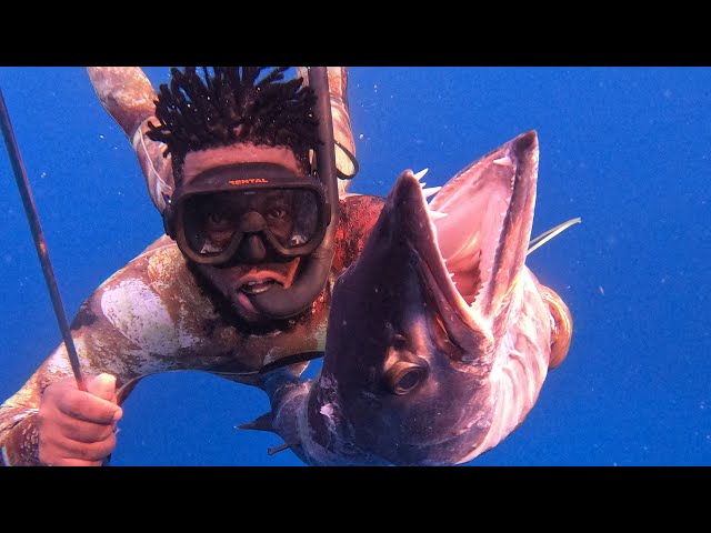 Spearfisherman Catch a Massive  Barracuda #Spearfishing