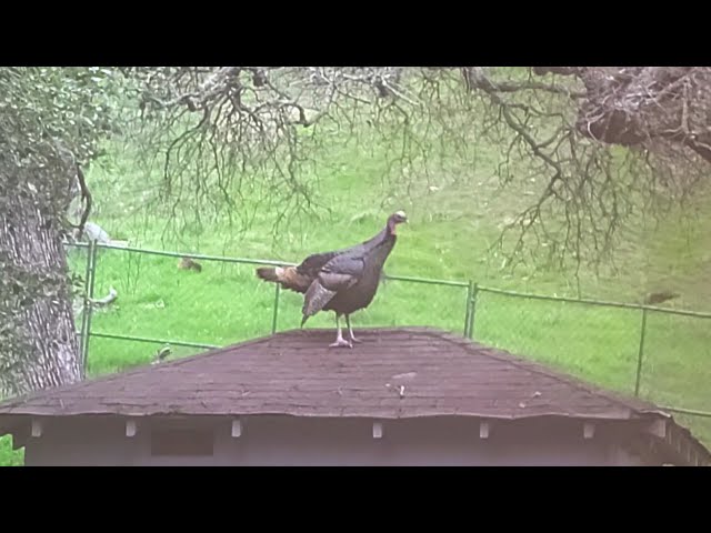 WILD TURKEY ON ROOF