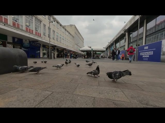 VR180° This Pigeon isn't getting any