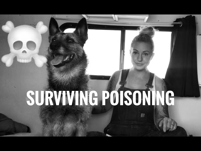 My Dog Was POISONED while camping - what happened, Vet ER, & 7 Take Aways