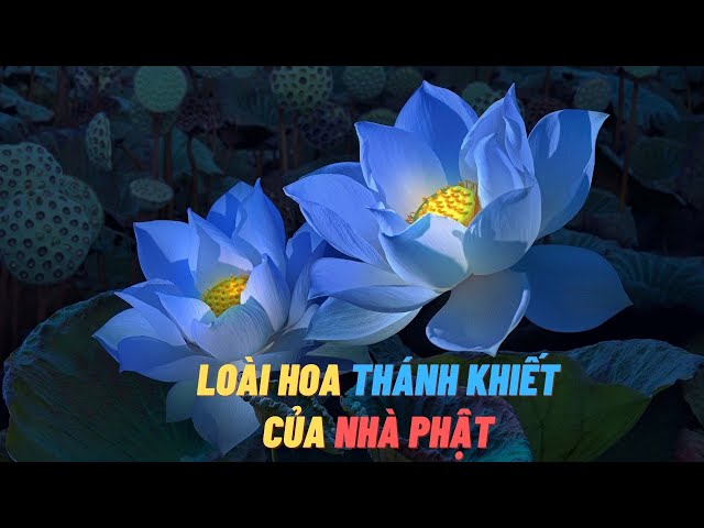 Vì sao nói hoa Sen là loài hoa thánh khiết của nhà phật