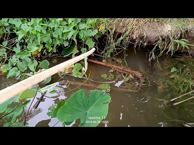 ikan gabus ada gak// disini