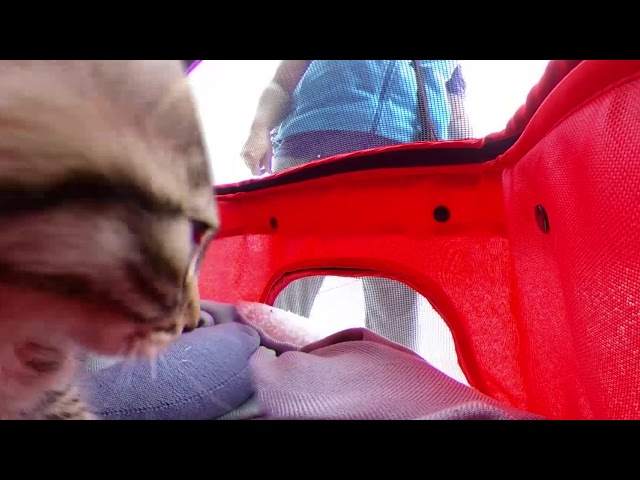 Proctor Market -- Sagan the kitten takes a stroll 360 video