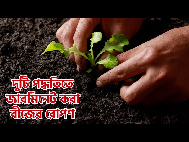 এই দুটি পদ্ধতিতে জারমিনেট করা বীজ রোপণ করলে অনেক দ্রুত গাছের বৃদ্ধি হবে | Planting Germinated Seeds