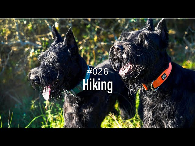 Discover the Joy of Hiking with Two Majestic Giant Schnauzers | Ep. 26