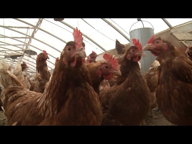 Bird flu takes toll on farmers