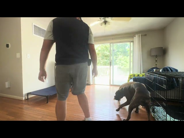 Cooper The Bouncy Boxer | OLK9 Two Week Board & Train