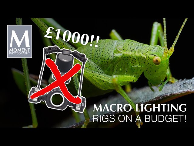 Macro photography lighting - BUDGET flash rigs for AWESOME photos