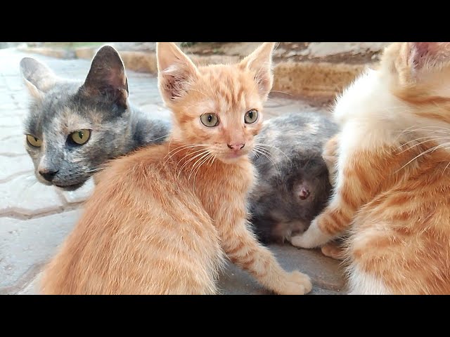 Mother cat does not skimp on her kittens with milk even though they can eat food