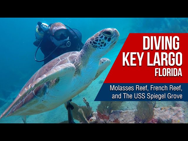 Diving in Florida: Molasses Reef, French Reef, Benwood & Spiegel Grove dive sites