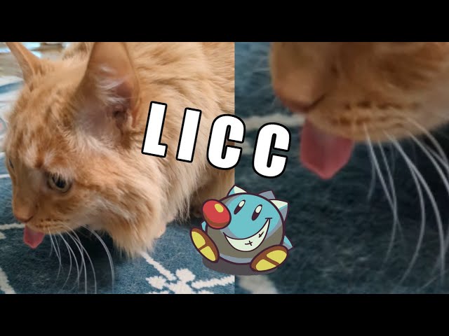 😺My Cat LICKS the Carpet?! | Parker The Cat