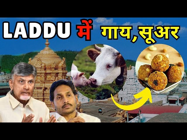 Alert: PIG, Beef, Fish In Tirupati Laddu -  Chandra Babu Naidu