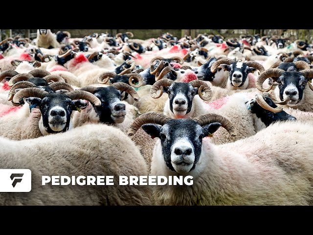 Farming 500 Year Old Sheep!