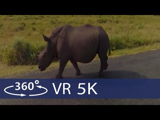 South Africa - Safari in Kruger National Park in 360 VR