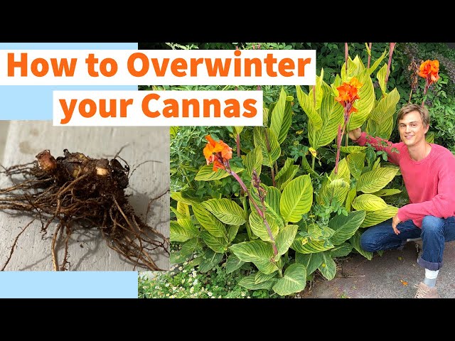 CANNA LILY Overwintering - How to Store Bulbs (Rhizomes) over Winter