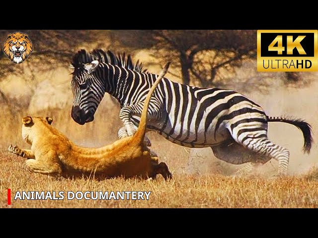 WILD SERENGETI | Hunter Becomes the Hunted: A Savage Fight for Survival | 4K Animal Documentary