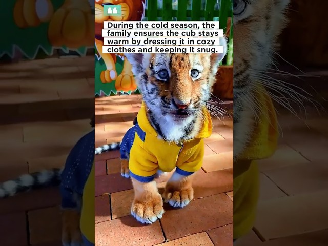 A man found a toger cub wandering alone on the road and then ……… #animalshorts  #rescueanimals