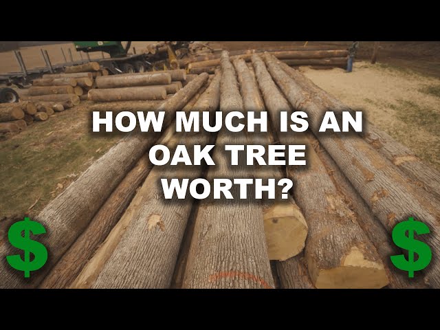 How Much Is a White Oak Worth? - Timber Harvest For Wildlife