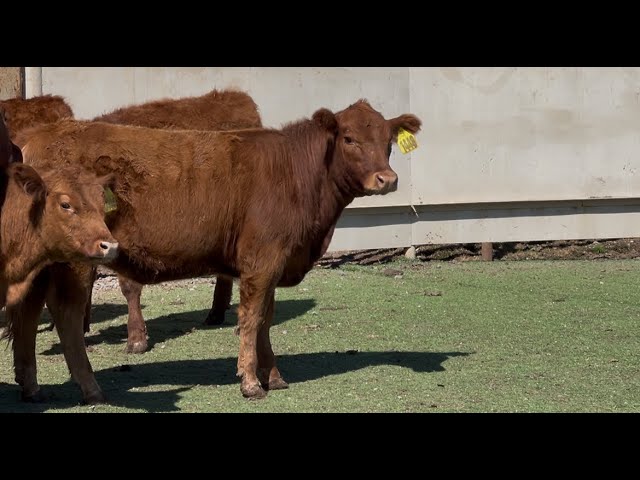 J&J Cattle Co: Red Angus Replacement Heifers