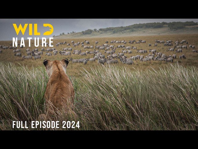 WILD SERENGETI | Rulers of Ndutu, Grumeti, and Olduvai | Animal documentary