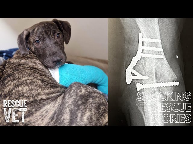 Puppy with broken leg too scared to go outside: Diago's Story