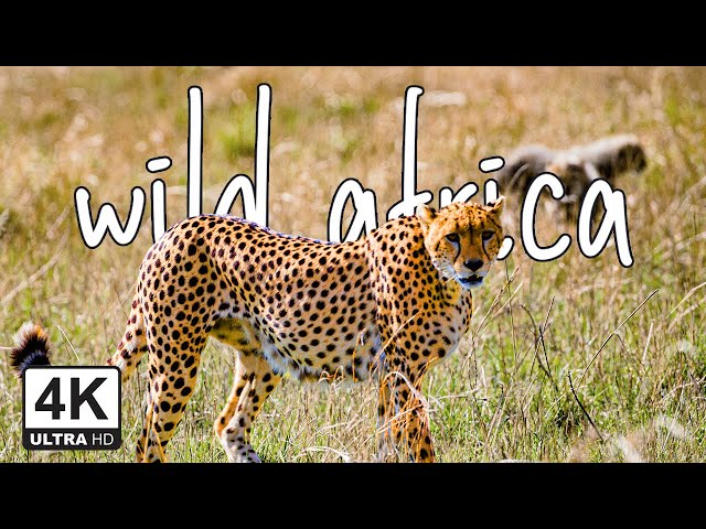 Wild Africa 4K - Ambient Relaxing Music to Calm Stress and Anxiety (4k UHD)