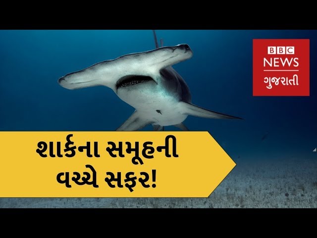 BBC Exclusive : A 360° view of diving with hammerhead sharks (BBC News Gujarati)