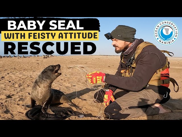 Baby Seal with Feisty Attitude Rescued