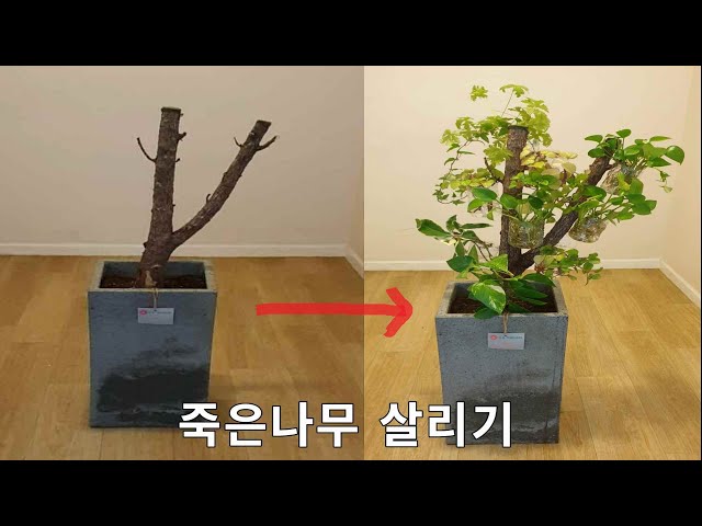 죽은나무로 실내식물을 물에서 살리고 장식하기