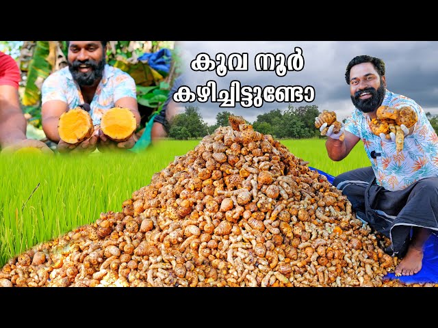 കൂവപ്പൊടി ഉണ്ടാക്കുന്ന വിദ്യ | How to make arrowroot powder | M4 Tech |