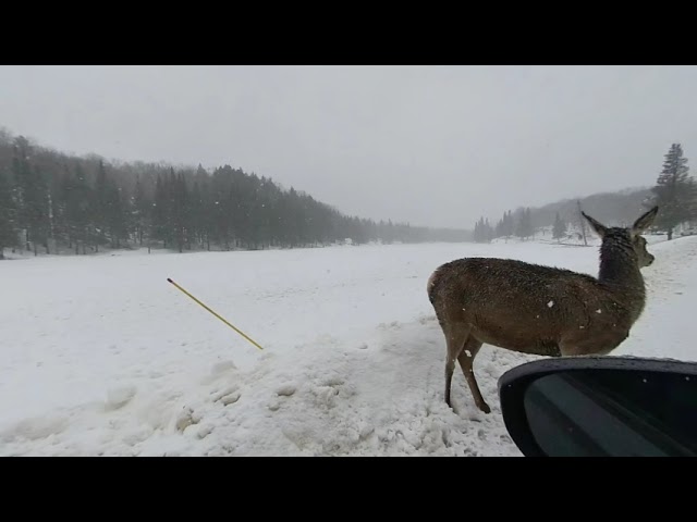 VR180 3D 4K | Animals in virtual reality | Nature Space in VR