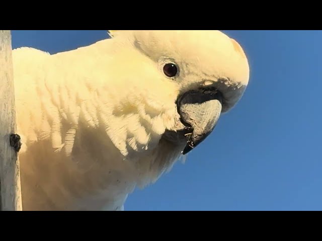 Cockatoo Sounds | Australian Morning with BIG BIRDS!